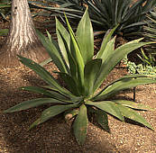 Agave missionum