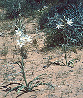 Hesperocallis undulata - Mojave Desert Reserve