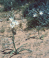 Hesperocallis undulata