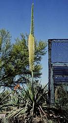 Agave ocahui var. longifolia