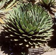 Agave victoriae-reginae