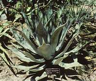 Agave durangensis