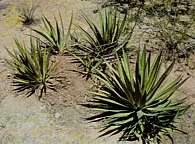 Agave lophantha