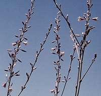 Hesperaloe campanulata