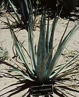 Agave albomarginata