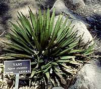 Agave utahensis