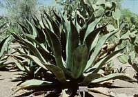 Agave salmiana