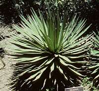 Agave ocahui