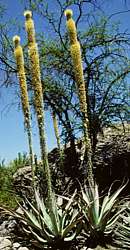 Agave vilmoriniana