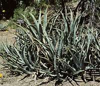 Agave cerulata var. subcerulata