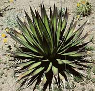 Agave pelona