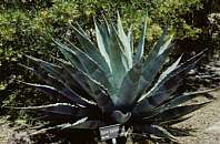 Agave gigantensis