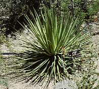 Agave ocahui var. longifolia Agave ocahui var. longifolia
