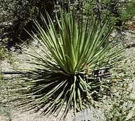 Agave ocahui var. longifolia