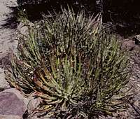 Agave toumeyana ssp. bella