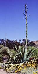 Agave weberi