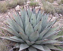 Agave parryi, Guadalupe Mountains NM. Photo: John Moerk 2004