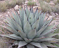 Agave parryi