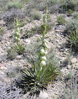 Yucca baccata