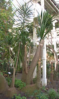 Yucca guatemalensis - Temperate House, Kew Yucca guatemalensis - Temperate House, Kew