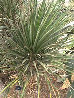 Yucca decipiens