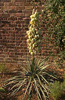 Yucca aff harrimaniae