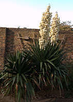 Yucca aloifolia 'Vittorio Emanuele II'