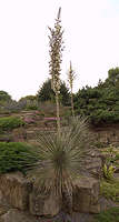 Yucca glauca var. stricta Syn. Yucca angustifolia