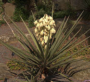 Yucca baccata