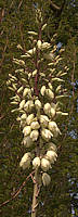 Yucca rostrata