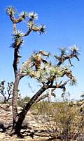 Yucca brevifolia