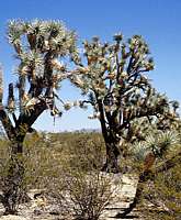 Yucca brevifolia