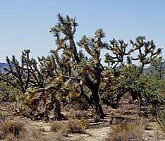 Yucca brevifolia