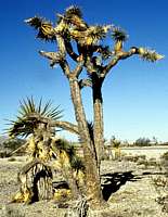 Yucca brevifolia