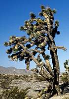 Yucca brevifolia