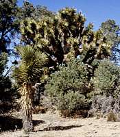 Yucca brevifolia