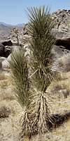 Yucca brevifolia