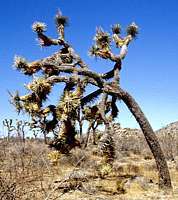 Yucca brevifolia