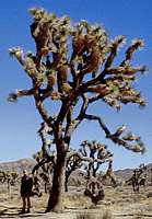 Yucca brevifolia