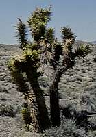 Yucca brevifolia