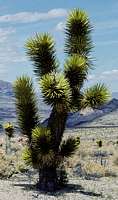 Yucca brevifolia