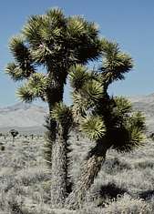 Yucca brevifolia