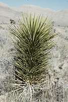 Yucca brevifolia seedling