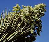 Yucca brevifolia