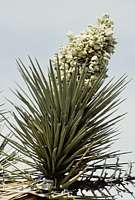 Yucca brevifolia