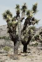 Yucca brevifolia