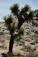 Yucca brevifolia