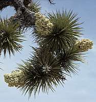 Yucca brevifolia