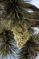 Yucca brevifolia