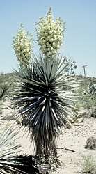 Yucca rigida